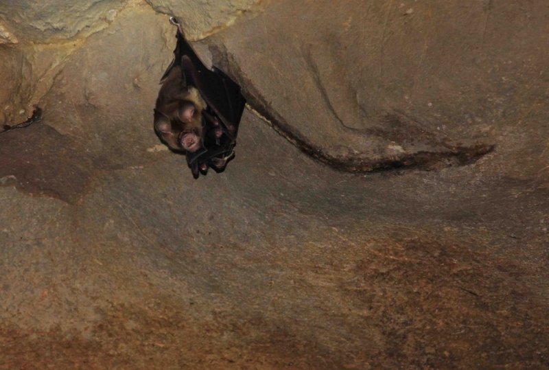 Путешествие в Таиланд фев. 2015г. (Бангкок-Чианг Май-Чианг Рай-Пхукет-Као Сок-Аюттхая)