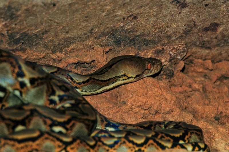 Путешествие в Таиланд фев. 2015г. (Бангкок-Чианг Май-Чианг Рай-Пхукет-Као Сок-Аюттхая)