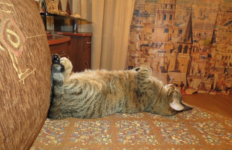 Поговорим о кошках36