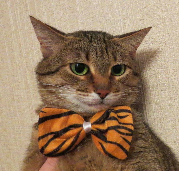 Поговорим о кошках36