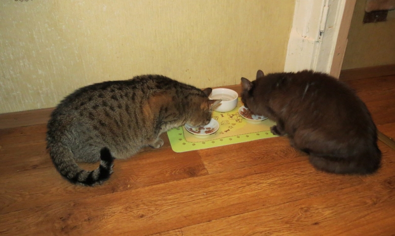 Поговорим о кошках36