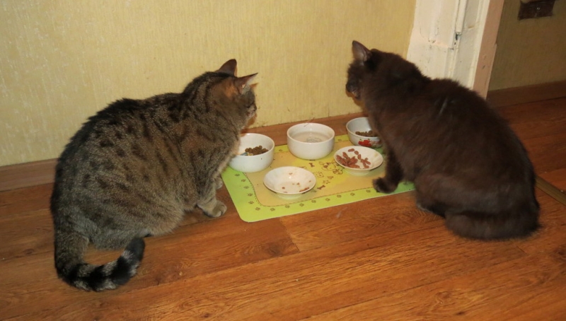 Поговорим о кошках36