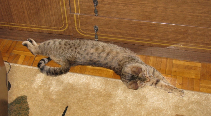 Поговорим о кошках36