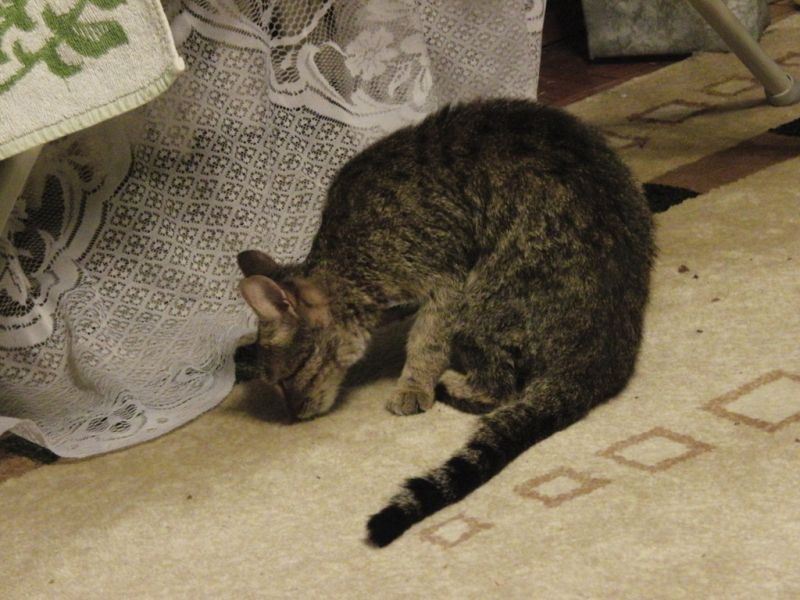 Поговорим о кошках36