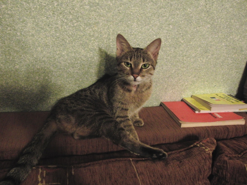 Поговорим о кошках36