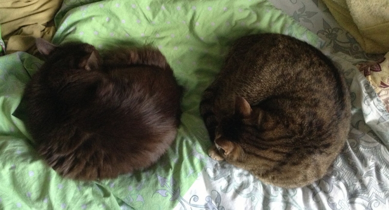 Поговорим о кошках36