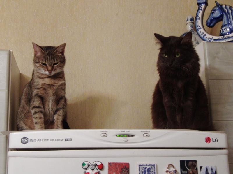 Поговорим о кошках36