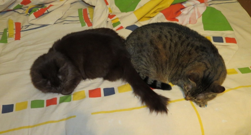 Поговорим о кошках36