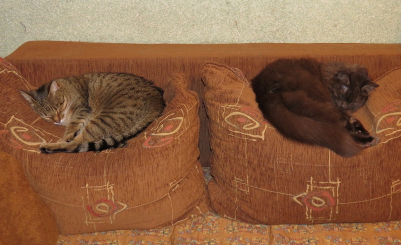 Поговорим о кошках36