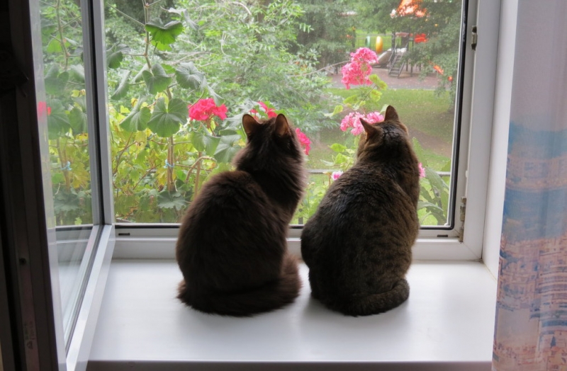 Поговорим о кошках36