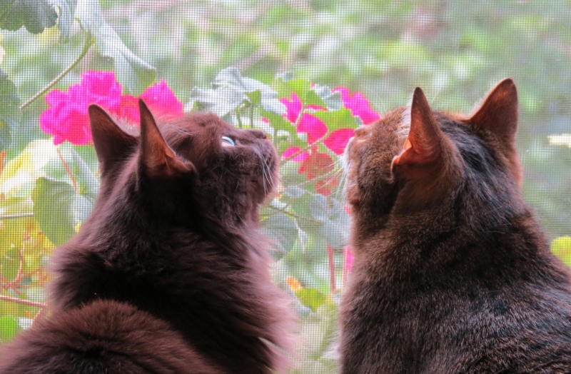 Поговорим о кошках36