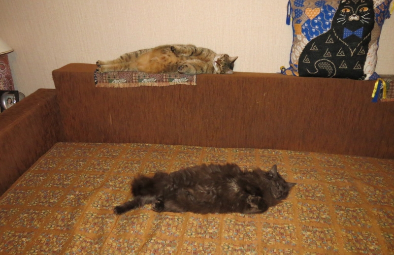 Поговорим о кошках36