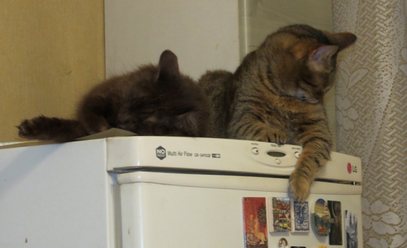 Поговорим о кошках36