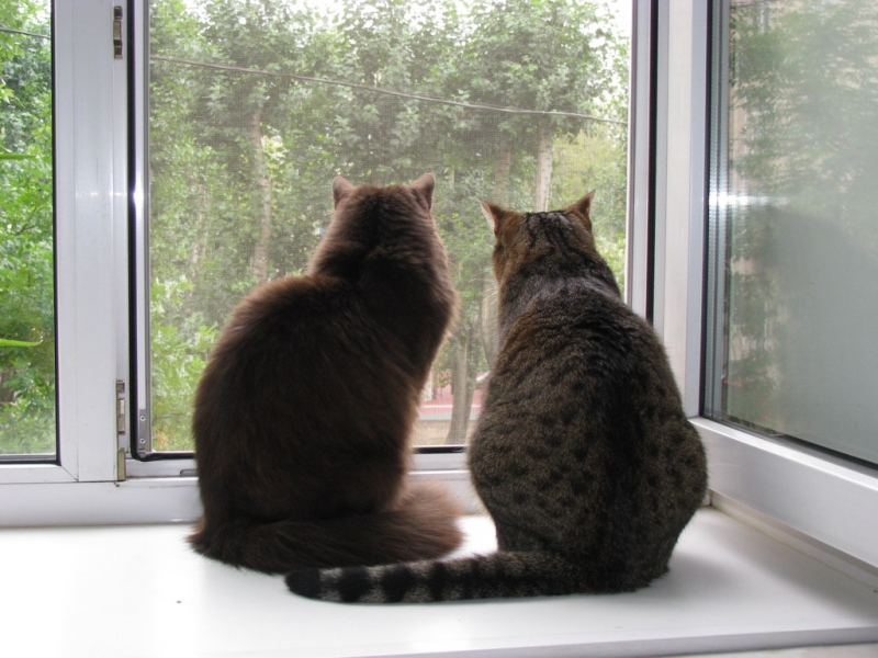 Поговорим о кошках36