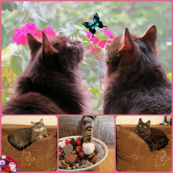 Поговорим о кошках36