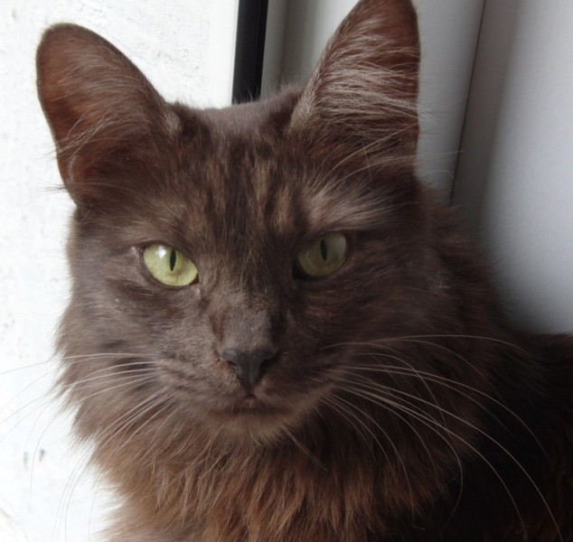 Поговорим о кошках36