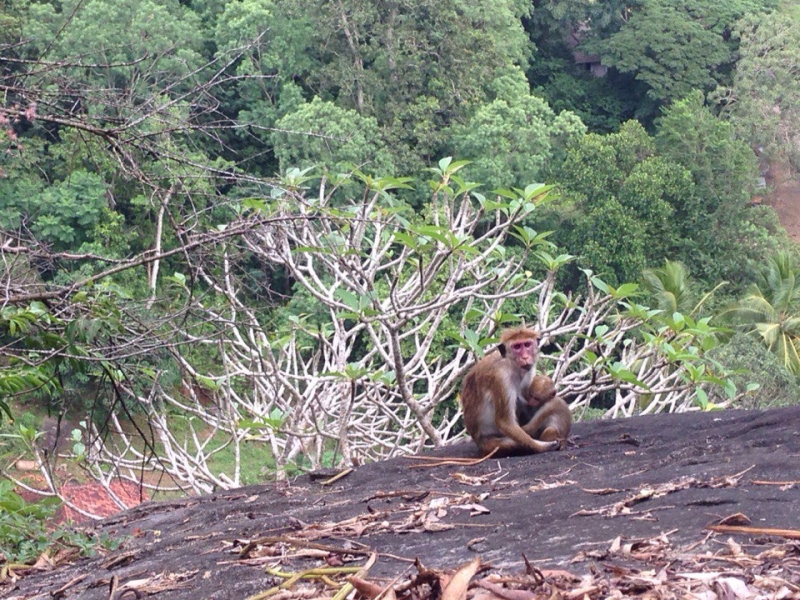 Ланка без изысков. Ноябрь 2015