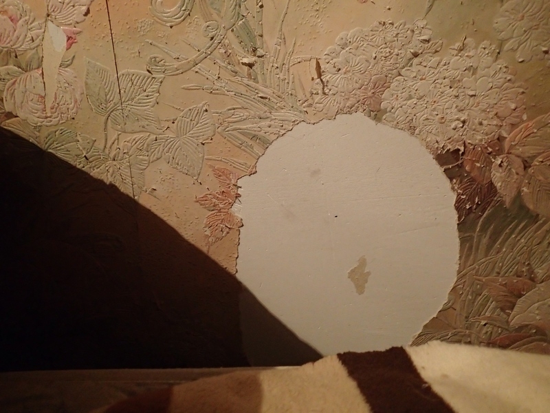 Поговорим о кошках36