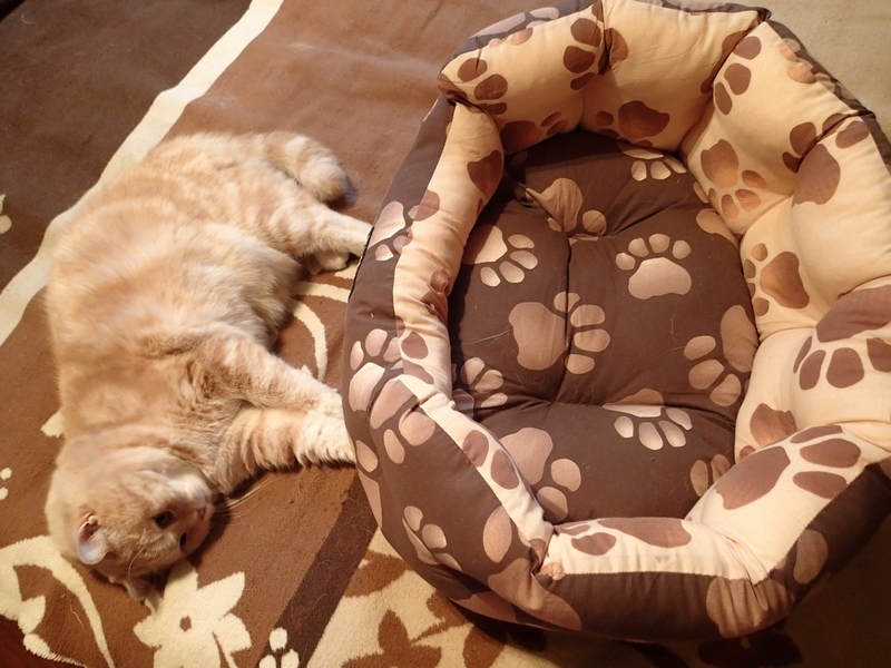 Поговорим о кошках36