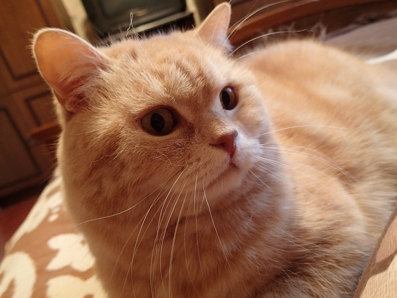 Поговорим о кошках36