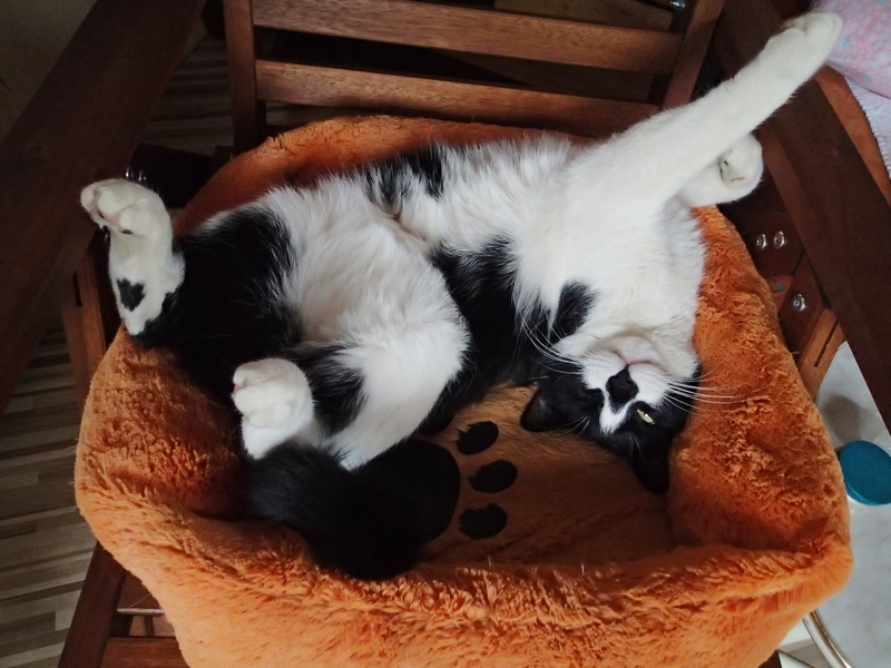 Поговорим о кошках36