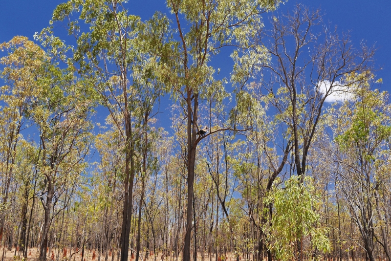 Австралийский аутбек