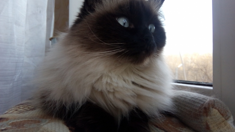 Поговорим о кошках36