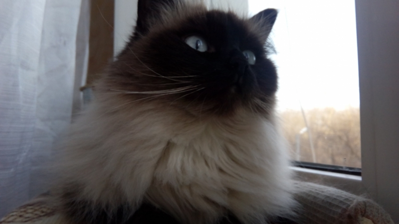 Поговорим о кошках36