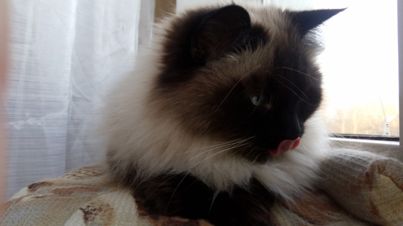 Поговорим о кошках36