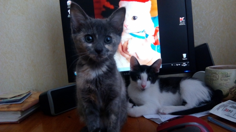 Поговорим о кошках36