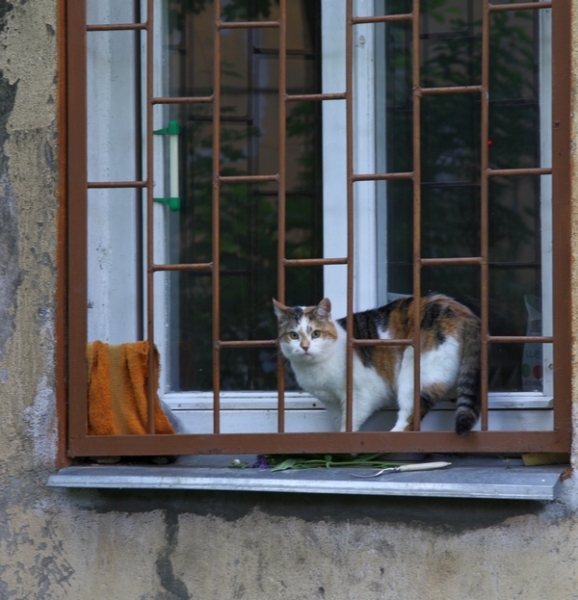 Поговорим о кошках36