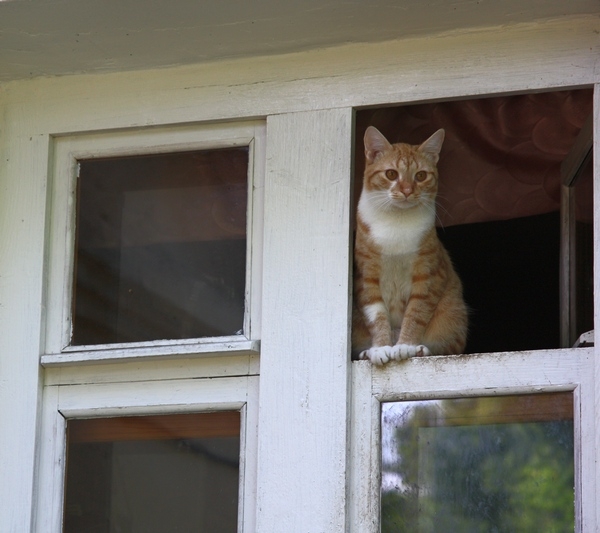 Поговорим о кошках36