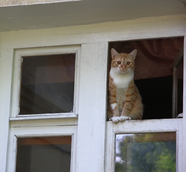 Поговорим о кошках36