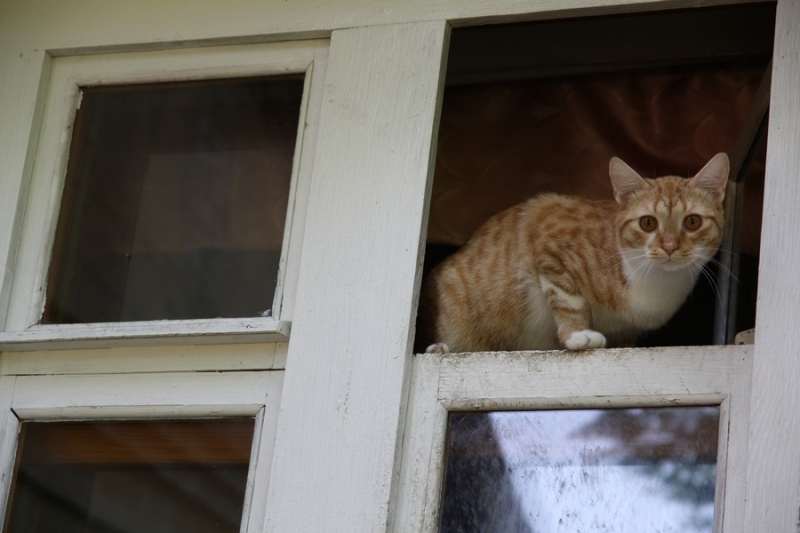 Поговорим о кошках36