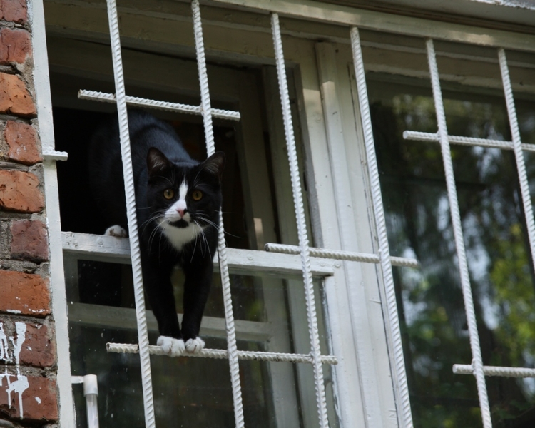 Поговорим о кошках36