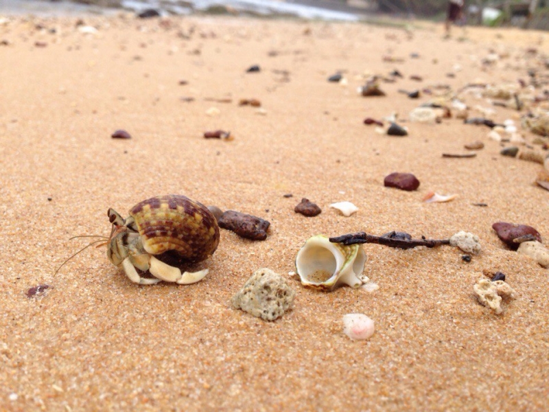 Ланка без изысков. Ноябрь 2015