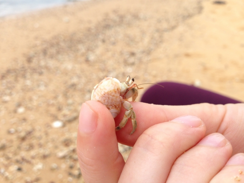 Ланка без изысков. Ноябрь 2015