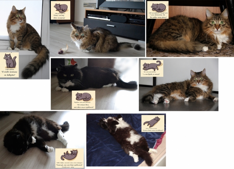 Поговорим о кошках36
