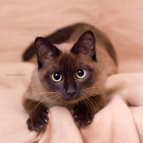 Поговорим о кошках36