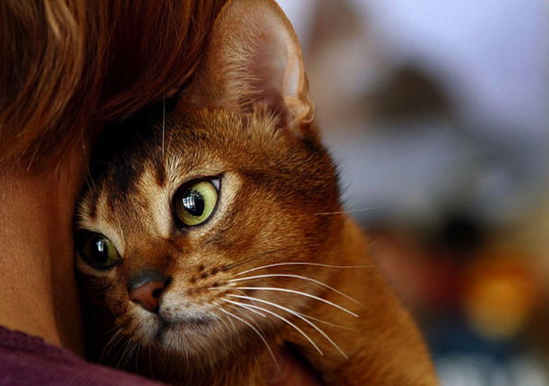 Поговорим о кошках36