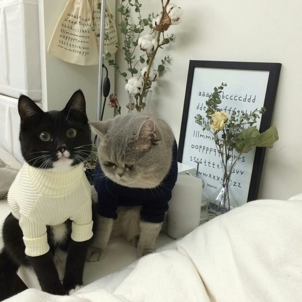 Поговорим о кошках36