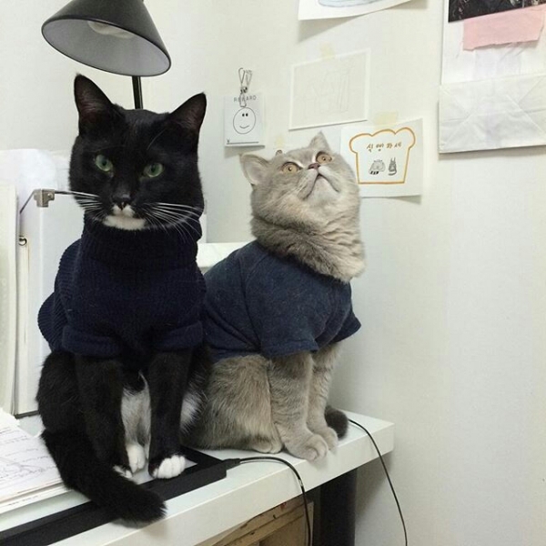 Поговорим о кошках36