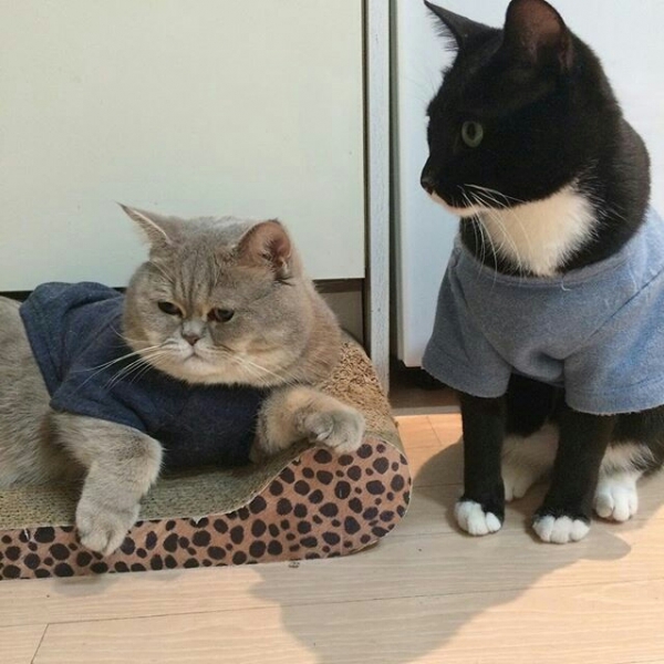 Поговорим о кошках36