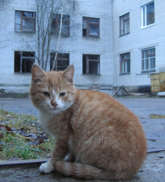 Поговорим о кошках36