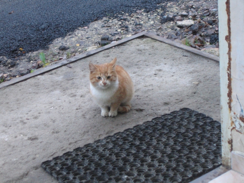 Поговорим о кошках36