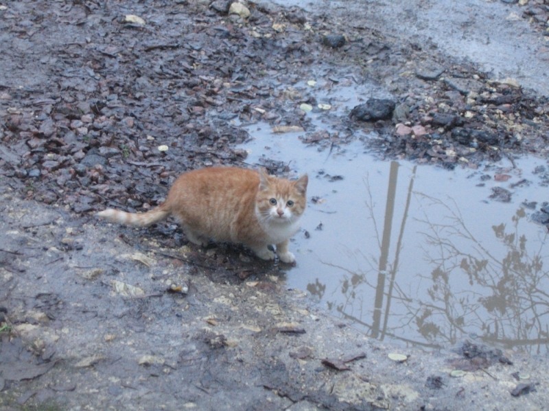 Поговорим о кошках36