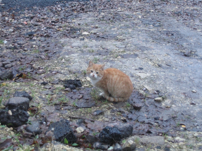 Поговорим о кошках36