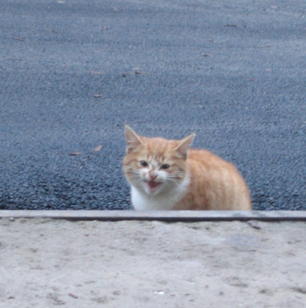 Поговорим о кошках36