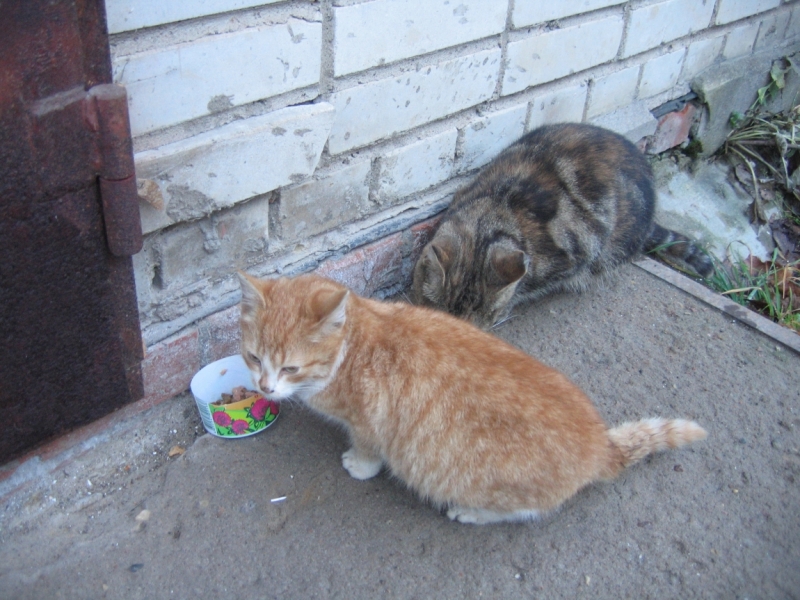 Поговорим о кошках36