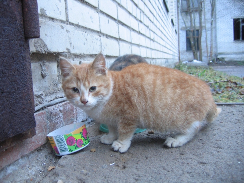 Поговорим о кошках36